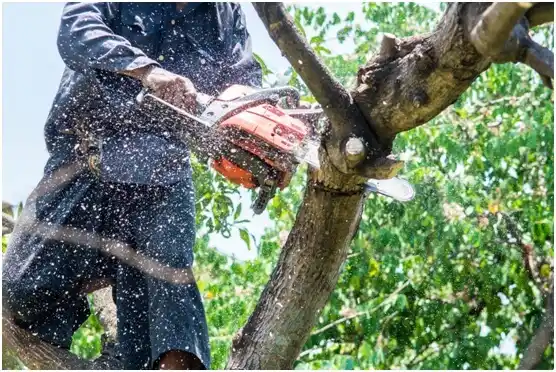 tree services Colonial Beach